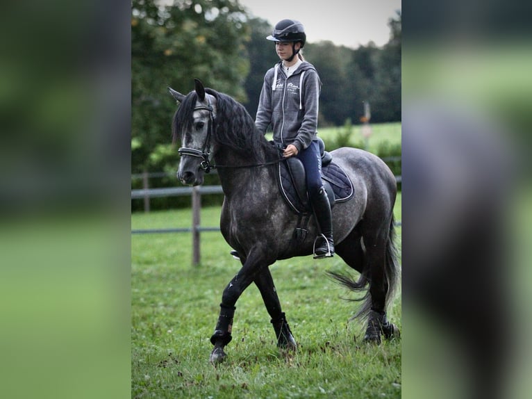 PRE Mix Gelding 4 years 15,1 hh Grey-Blue-Tan in Affoltern am Albis