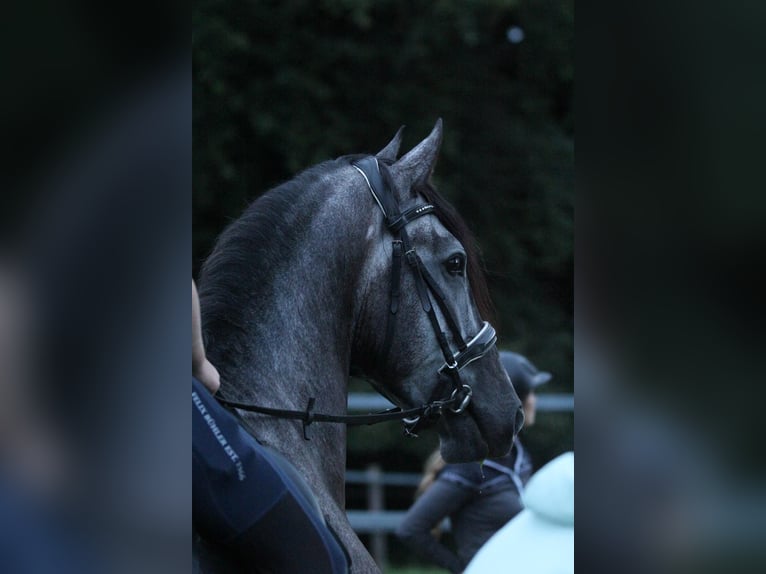 PRE Mix Gelding 4 years 15,1 hh Grey-Blue-Tan in Affoltern am Albis