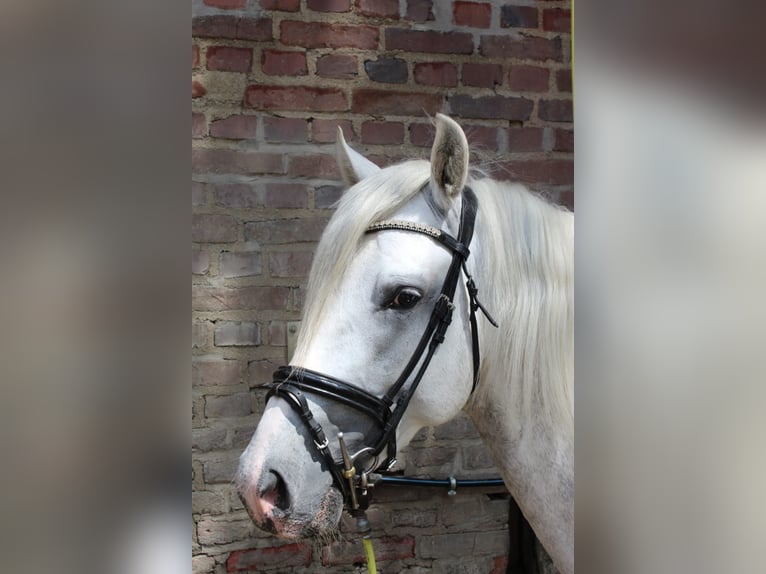 PRE Mix Gelding 4 years 15,1 hh Grey-Dapple in Rommerskirchen