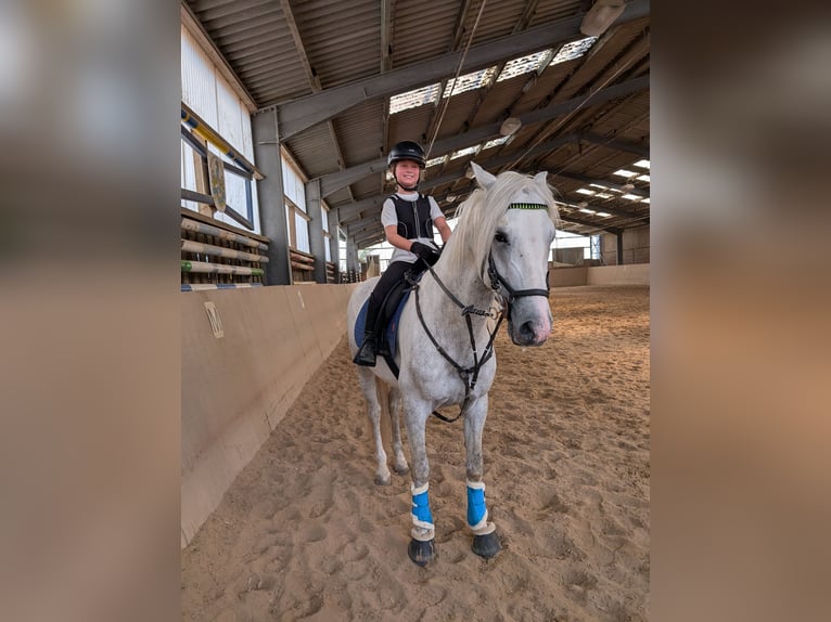 PRE Mix Gelding 4 years 15,1 hh Grey-Dapple in Rommerskirchen