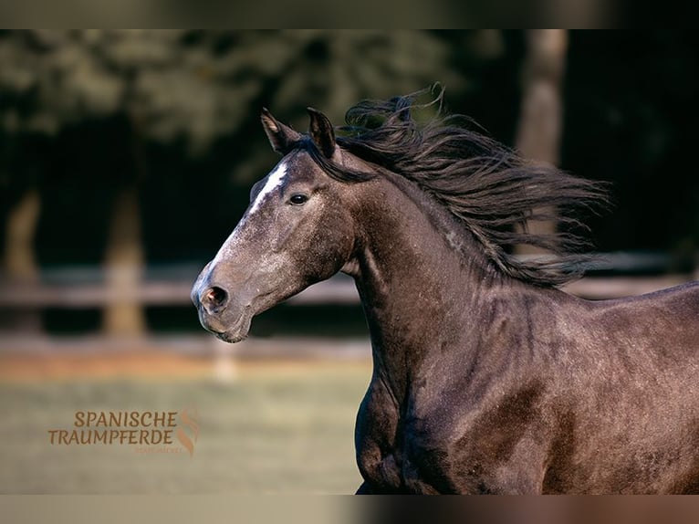 PRE Gelding 4 years 15,1 hh Grey-Dark-Tan in Traventhal