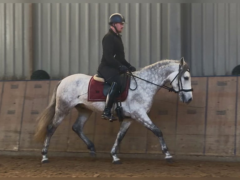 PRE Mix Gelding 4 years 15,1 hh Grey in Neustadt (Wied)