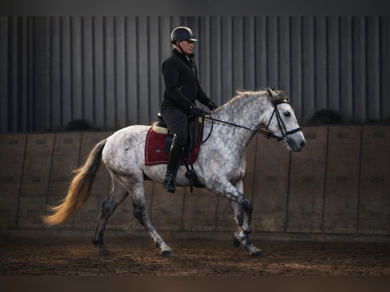 PRE Mix Gelding 4 years 15,1 hh Grey in Neustadt (Wied)