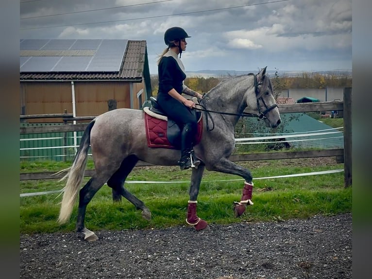 PRE Mix Gelding 4 years 15,1 hh Grey in Neustadt (Wied)