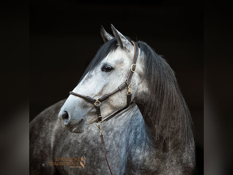 PRE Gelding 4 years 15,1 hh Grey in Stipsdorf