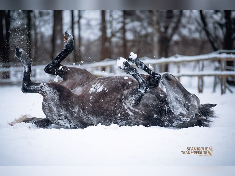 PRE Mix Gelding 4 years 15,1 hh Grey in Traventhal