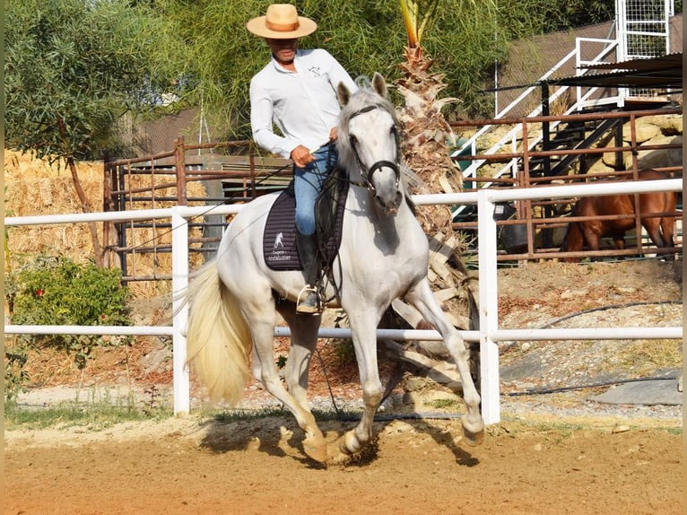 PRE Gelding 4 years 15,1 hh Grey in Provinz Malaga