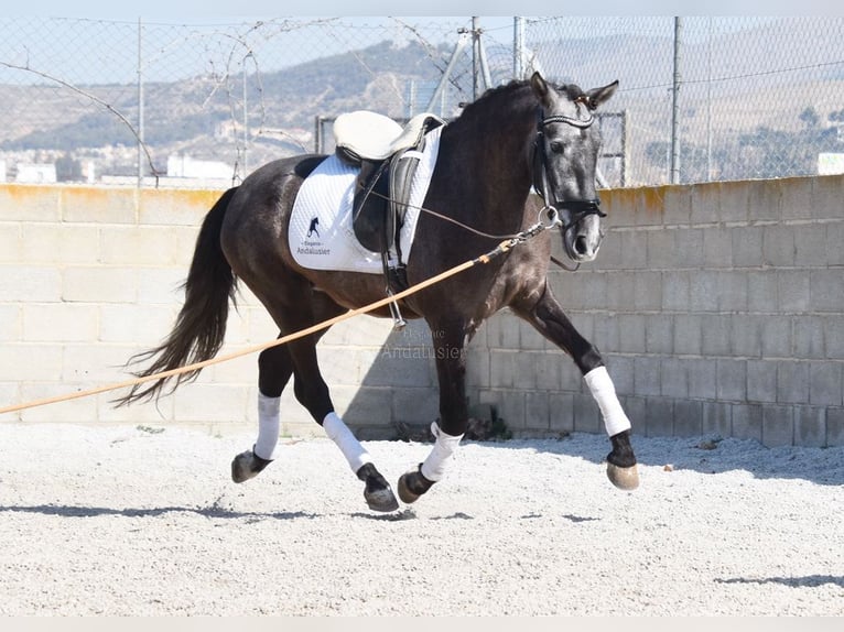 PRE Gelding 4 years 15,1 hh Grey in Provinz Granada