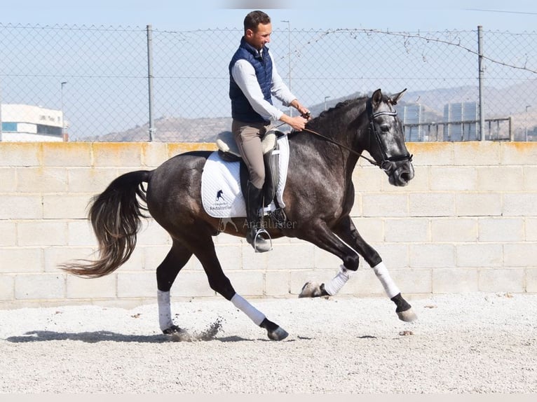 PRE Gelding 4 years 15,1 hh Grey in Provinz Granada