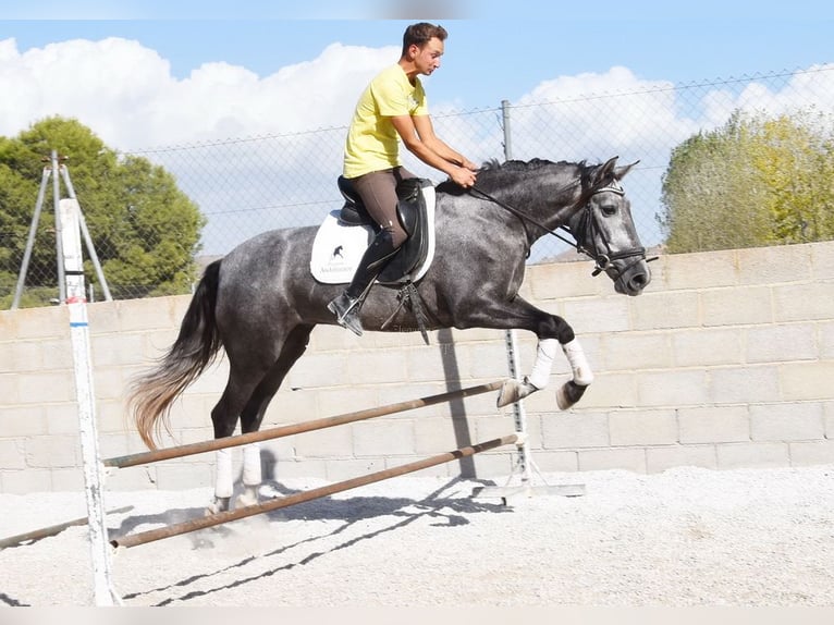 PRE Gelding 4 years 15,1 hh Grey in Provinz Granada