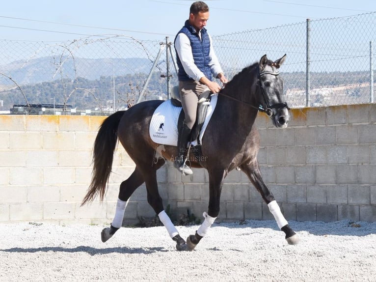 PRE Gelding 4 years 15,1 hh Grey in Provinz Granada