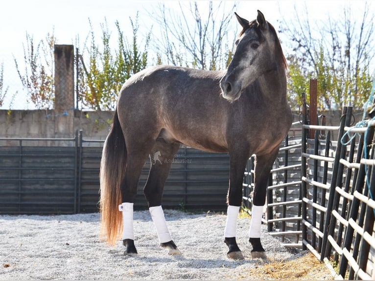 PRE Gelding 4 years 15,1 hh Grey in Provinz Granada