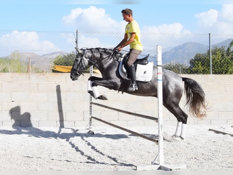 PRE Gelding 4 years 15,1 hh Grey in Provinz Granada