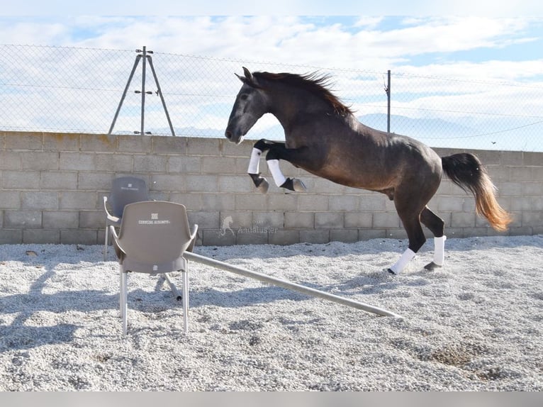 PRE Gelding 4 years 15,1 hh Grey in Provinz Granada