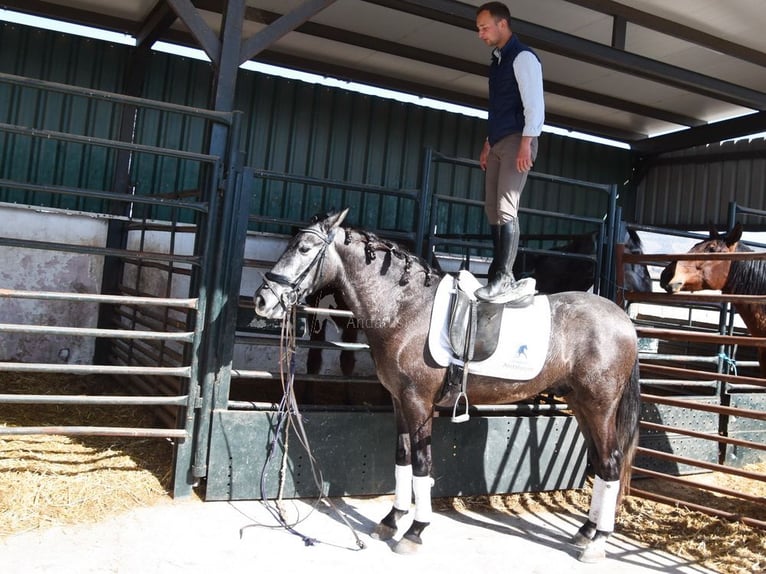 PRE Gelding 4 years 15,1 hh Grey in Provinz Granada