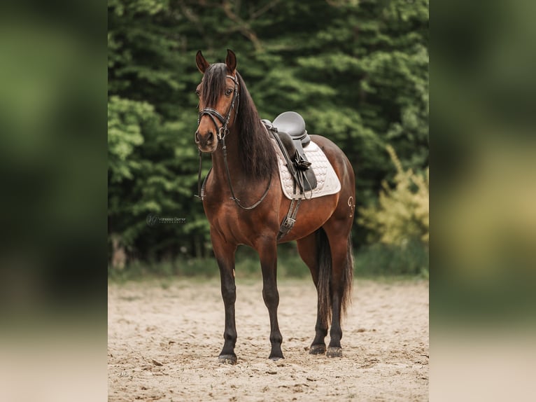 PRE Gelding 4 years 15,1 hh Smoky-Black in Windhagen