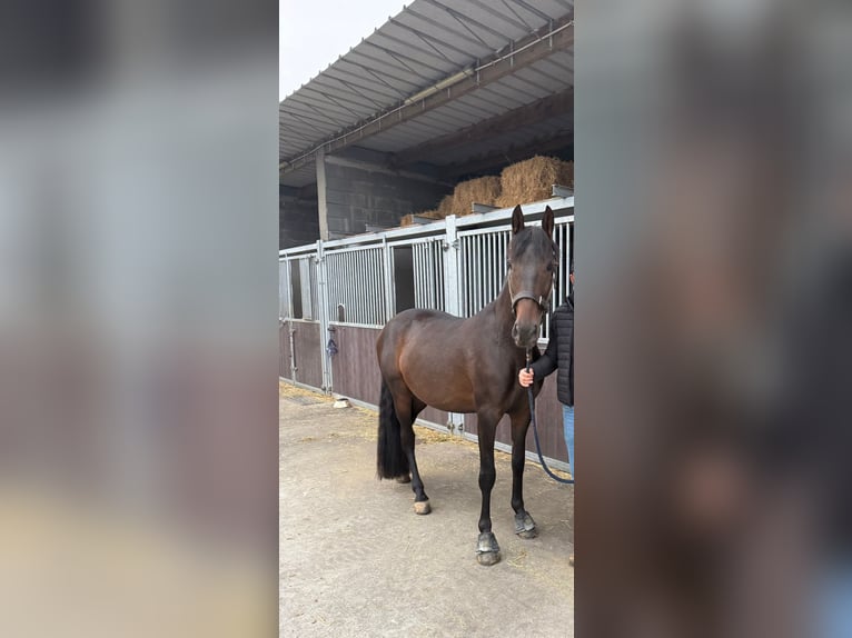PRE Mix Gelding 4 years 15,2 hh Bay-Dark in Oudenaarde