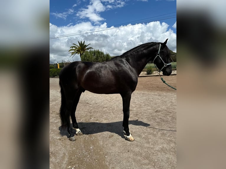 PRE Mix Gelding 4 years 15,2 hh Black in Hamburg