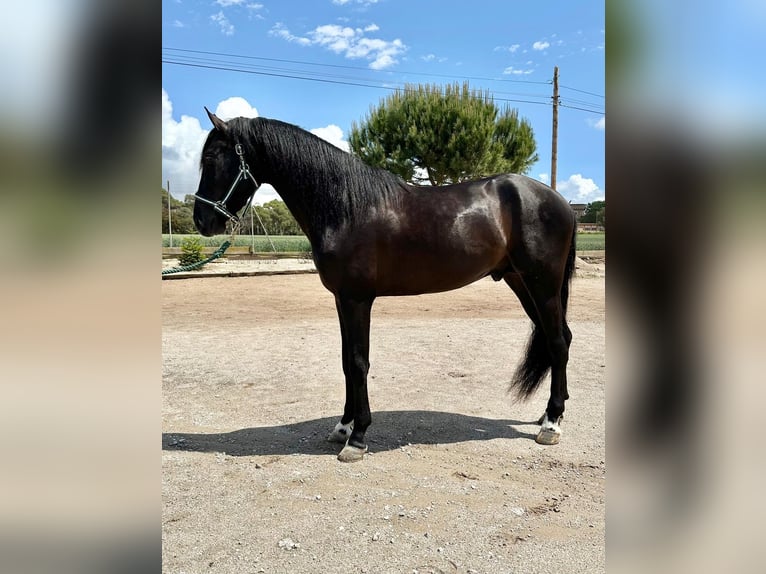 PRE Mix Gelding 4 years 15,2 hh Black in Hamburg