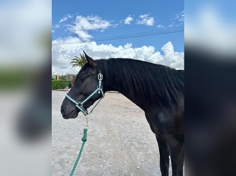 PRE Mix Gelding 4 years 15,2 hh Black in Hamburg