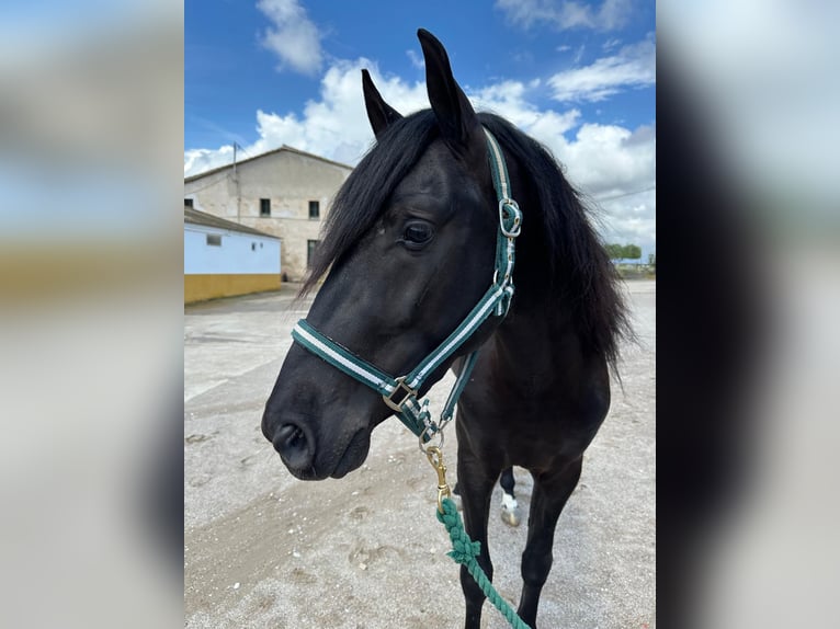 PRE Mix Gelding 4 years 15,2 hh Black in Hamburg