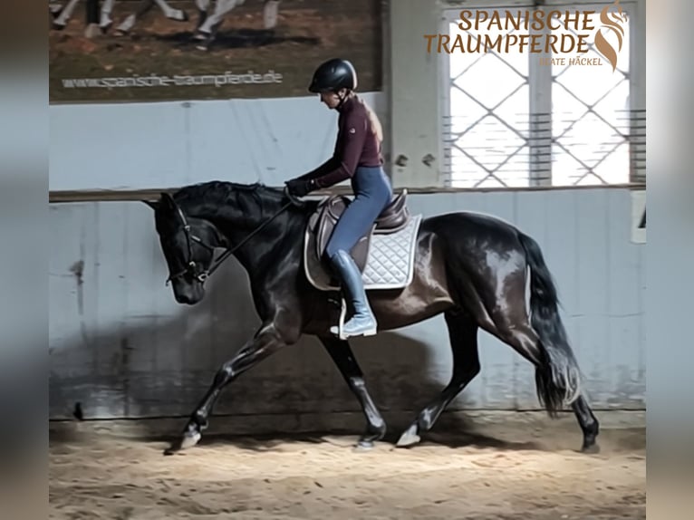 PRE Mix Gelding 4 years 15,2 hh Black in Traventhal
