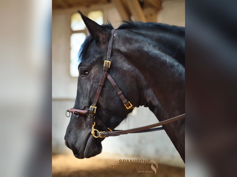 PRE Mix Gelding 4 years 15,2 hh Black in Traventhal