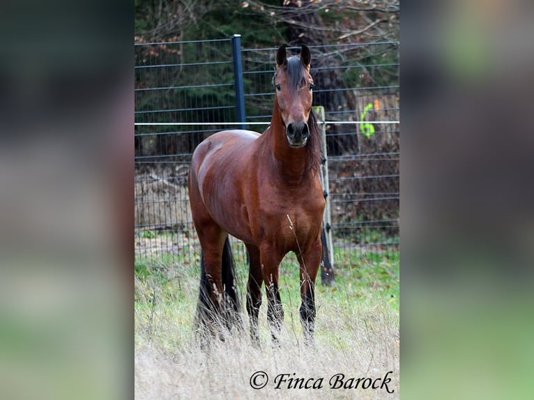 PRE Mix Gelding 4 years 15,2 hh Brown in Wiebelsheim