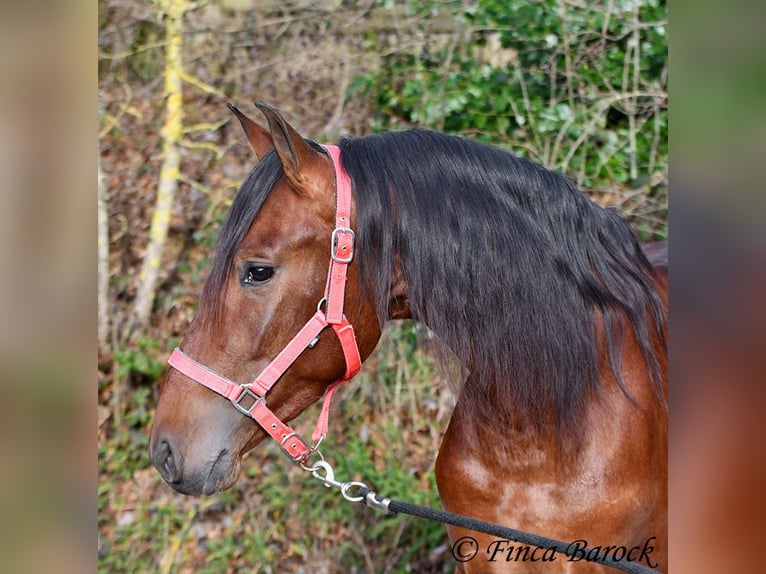 PRE Mix Gelding 4 years 15,2 hh Brown in Wiebelsheim