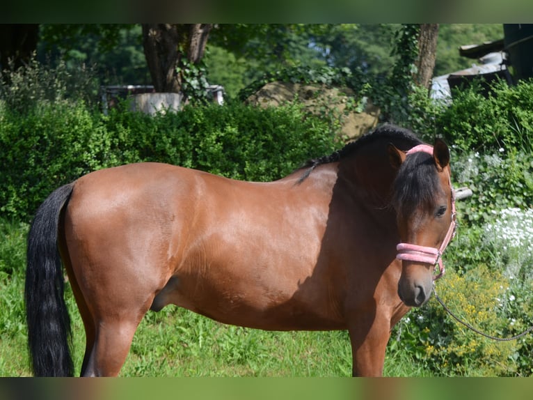 PRE Mix Gelding 4 years 15,2 hh Brown in Frankfurt am Main