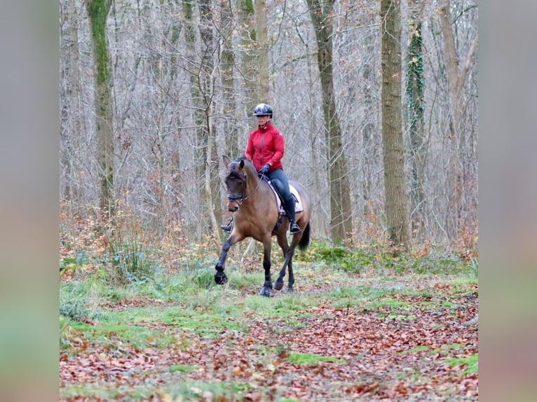 PRE Mix Gelding 4 years 15,2 hh Brown in Grebenhain