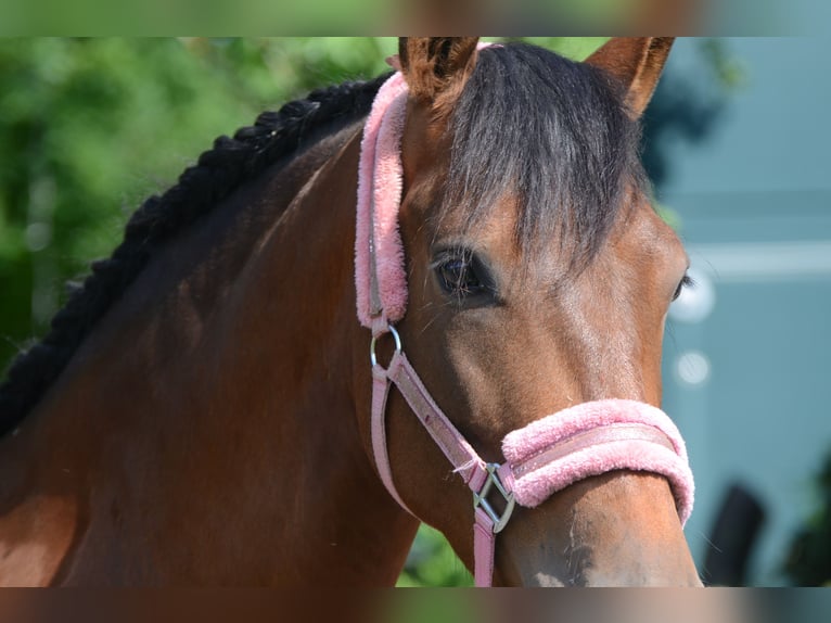 PRE Mix Gelding 4 years 15,2 hh Brown in Grebenhain