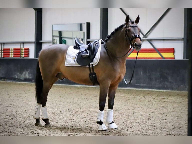 PRE Mix Gelding 4 years 15,2 hh Brown in Grebenhain