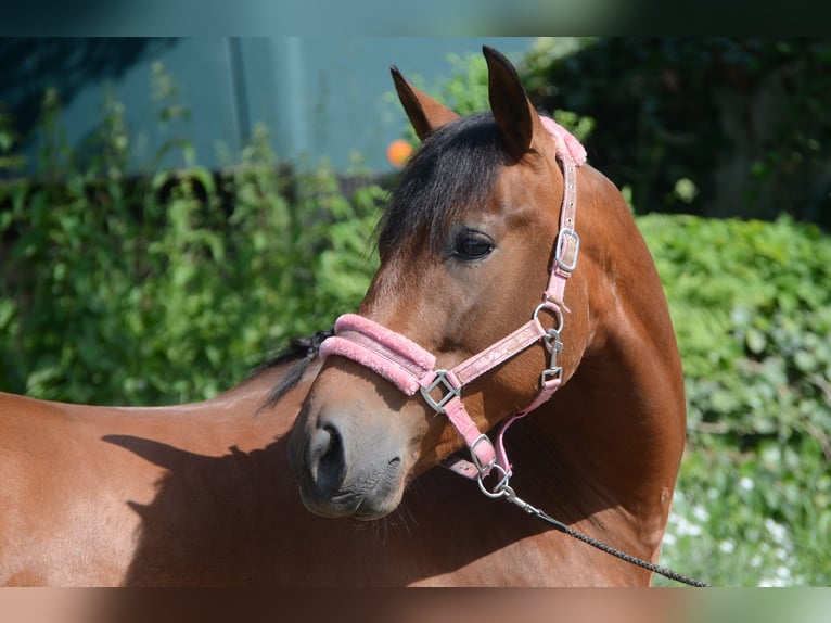PRE Mix Gelding 4 years 15,2 hh Brown in Grebenhain