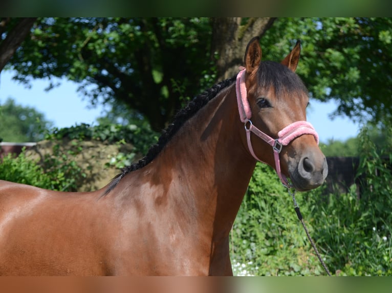 PRE Mix Gelding 4 years 15,2 hh Brown in Grebenhain