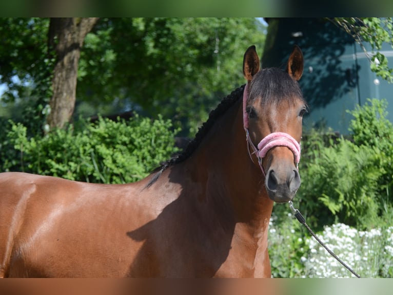 PRE Mix Gelding 4 years 15,2 hh Brown in Grebenhain