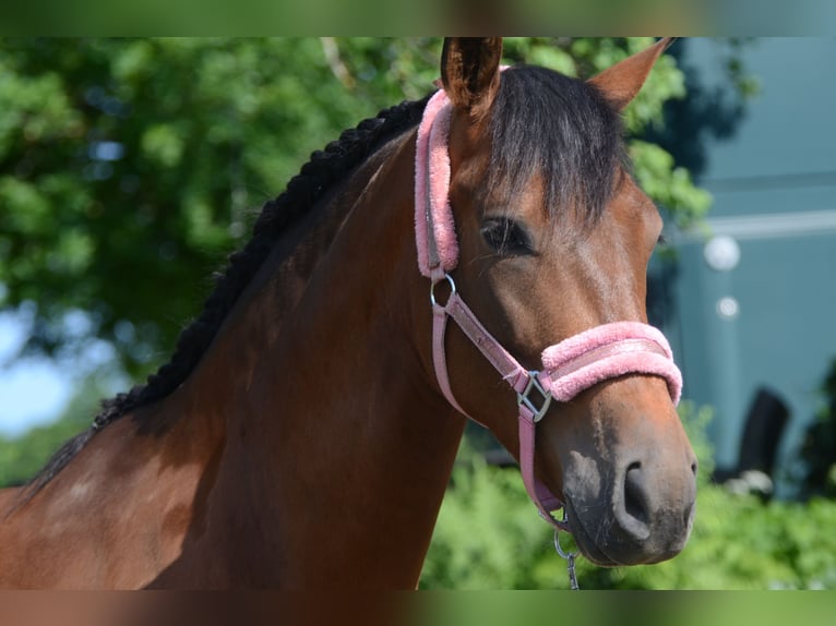 PRE Mix Gelding 4 years 15,2 hh Brown in Grebenhain
