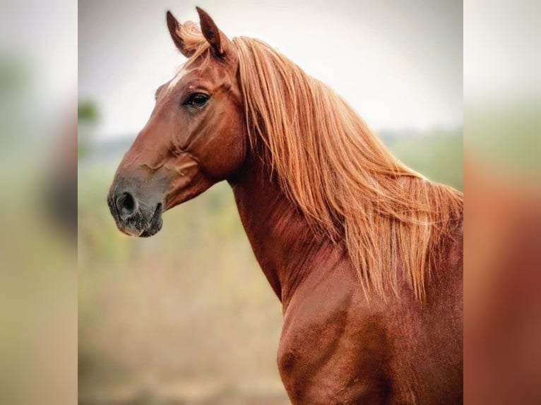 PRE Mix Gelding 4 years 15,2 hh Chestnut-Red in Valencia
