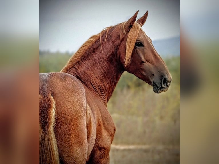 PRE Mix Gelding 4 years 15,2 hh Chestnut-Red in Valencia