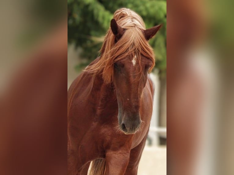 PRE Mix Gelding 4 years 15,2 hh Chestnut-Red in Valencia
