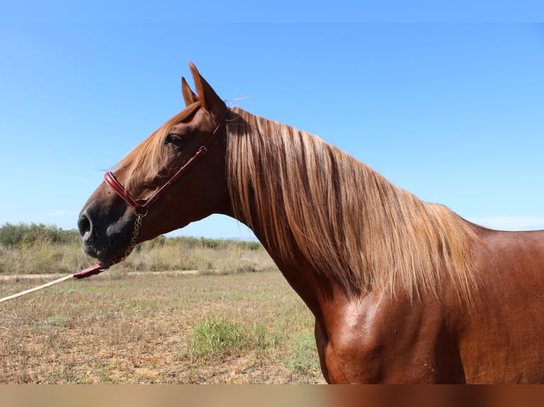 PRE Mix Gelding 4 years 15,2 hh Chestnut-Red in Castell&#xF3;n