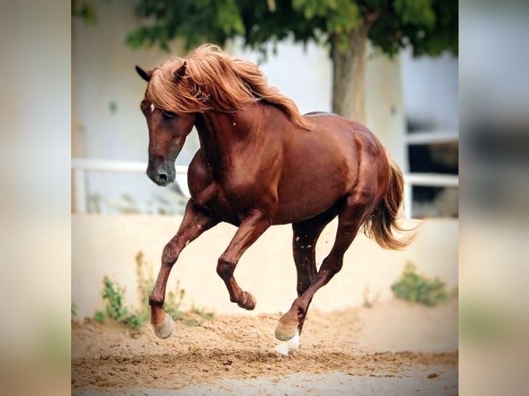 PRE Mix Gelding 4 years 15,2 hh Chestnut-Red in Valencia