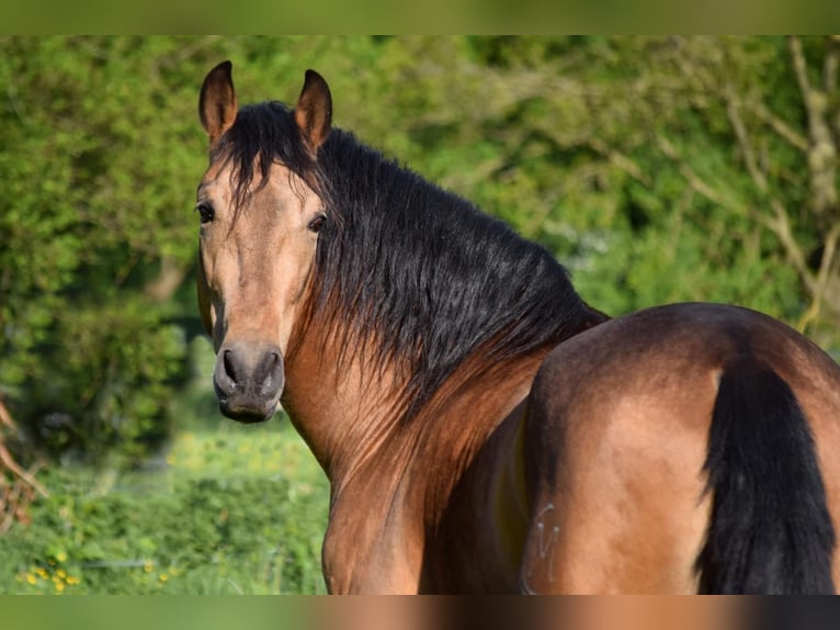 PRE Mix Gelding 4 years 15,2 hh Dun in Stadthagen