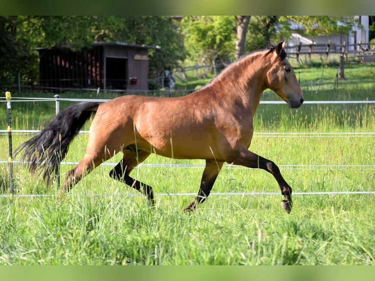 PRE Mix Gelding 4 years 15,2 hh Dun in Stadthagen