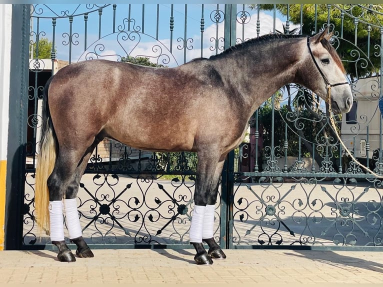 PRE Mix Gelding 4 years 15,2 hh Gray-Dapple in Trier