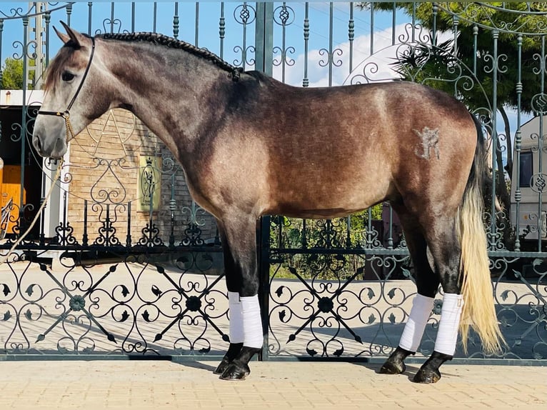 PRE Mix Gelding 4 years 15,2 hh Gray-Dapple in Trier