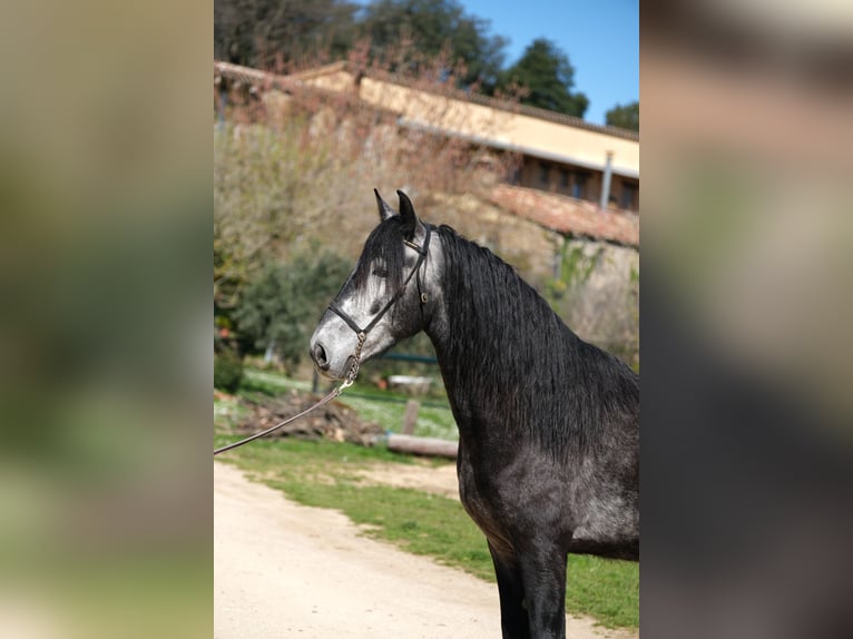 PRE Mix Gelding 4 years 15,2 hh Gray-Dapple in Hamburg