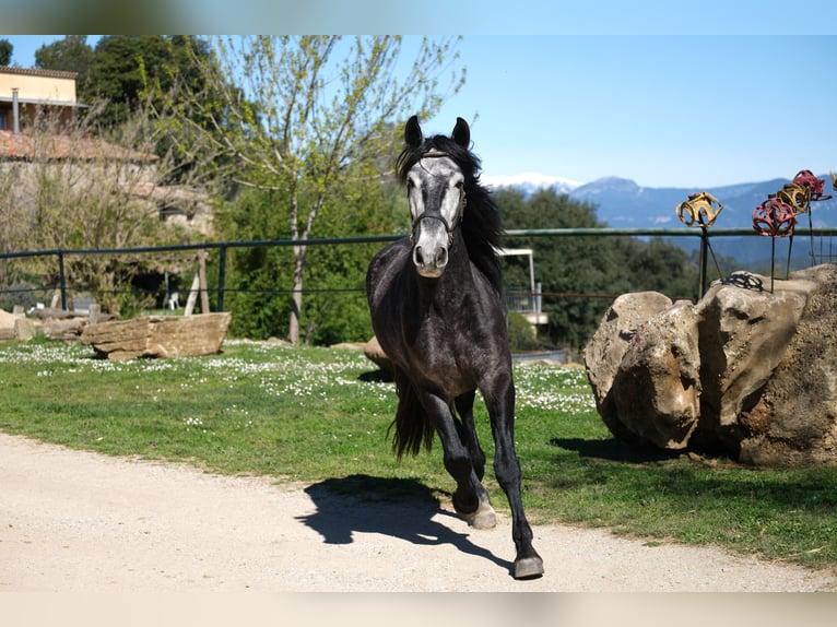 PRE Mix Gelding 4 years 15,2 hh Gray-Dapple in Hamburg