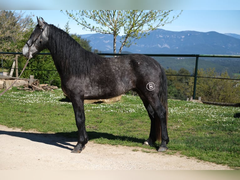 PRE Mix Gelding 4 years 15,2 hh Gray-Dapple in Hamburg