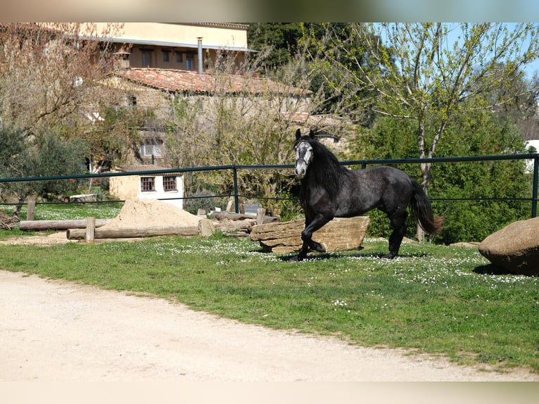 PRE Mix Gelding 4 years 15,2 hh Gray-Dapple in Hamburg